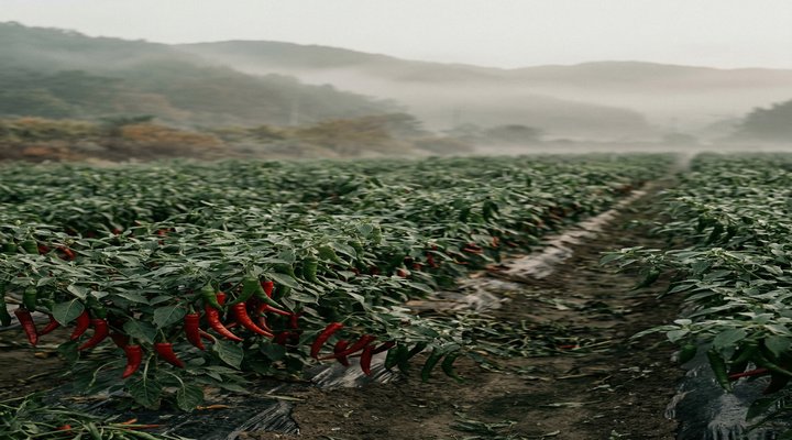 고추 재배 이미지